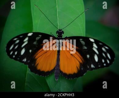 Farfalla con piede a spazzola Calgary Zoo Alberta Foto Stock