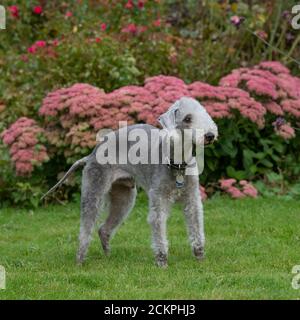 Cane Foto Stock