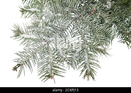 Evergreen tree branch isolato su sfondo bianco Foto Stock