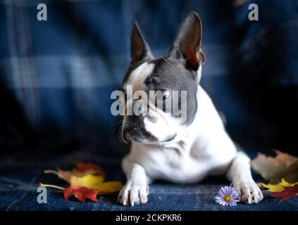 Ritratto di un cane di Boston Terrier in un accogliente interno di casa in un giorno d'autunno. Foto Stock