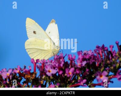 PICCOLO BIANCO BUTTERLY Foto Stock