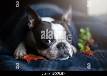 Ritratto di un cane di Boston Terrier in un accogliente interno di casa in un giorno d'autunno. Foto Stock