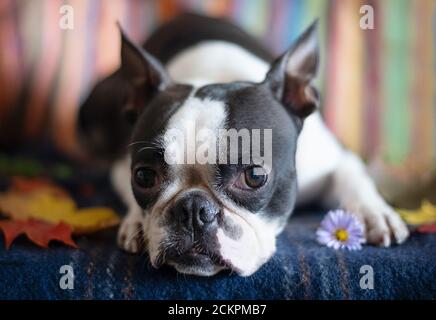 Ritratto di un cane di Boston Terrier in un accogliente interno di casa in un giorno d'autunno. Foto Stock