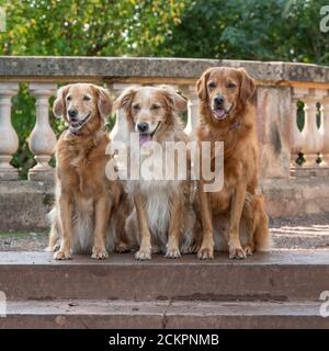 golden retriever cani Foto Stock
