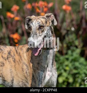 levriero di salvataggio del galgo Foto Stock