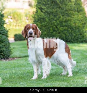 Welsh springer spaniel cane Foto Stock