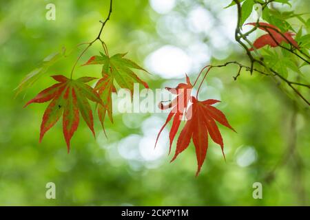 Foglie di acero che si trasformano in rosso, cambiando colore durante l'autunno Foto Stock