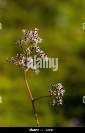 Il Saxifrage di Merten, Saxifraga mertensiana, fiorente in un letto di muschio sulla cresta dell'eliotropo sotto il Monte Baker, la Foresta Nazionale del Monte Baker-Snoqualmie, Wa Foto Stock