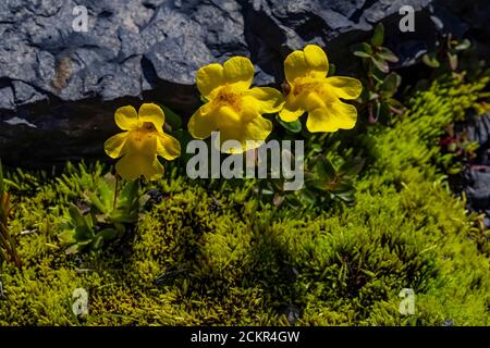 Monkeyflower subalpino, Erythranthe caespitosa, fioritura su Heliotrope Ridge elow Mount Baker, Mount Baker-Snoqualmie National Forest, Washington Stat Foto Stock