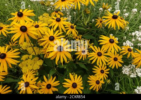 Rudbeckia fulgida Goldsturm Rudbeckia goldsturm Susa dagli occhi neri Foto Stock