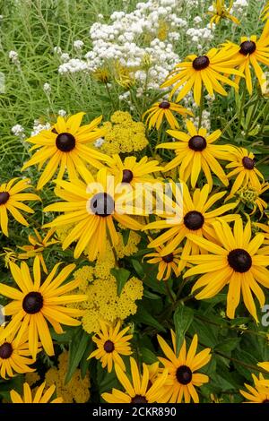 Rudbeckia fulgida Goldsturm Rudbeckia goldsturm occhi neri Susan giardino fiori Foto Stock