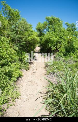 Percorso collinare attraverso la flora costiera sotto un cielo blu chiaro sull'estremità orientale di St. Croix nelle Isole Vergini statunitensi Foto Stock