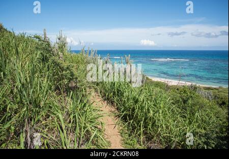 Percorso collinare sulla costa caraibica con piante autoctone, tra cui cactus, all'estremità orientale di St. Croix, nelle Isole Vergini statunitensi Foto Stock