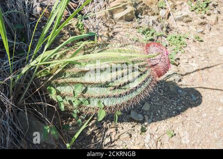 Turks Cap cactus che cresce selvatico all'estremità orientale di St. Croix da Jack e Isaac Bay nelle Isole Vergini statunitensi Foto Stock