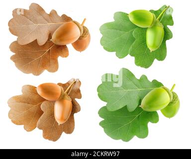 Ramificazioni isolate di quercia. Estate e autunno foglie di quercia e ghiande raccolta isolata su sfondo bianco Foto Stock