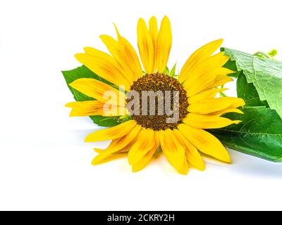 Fiore di girasole con foglie verdi su sfondo bianco. Foto Stock