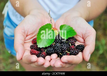 Frutta fresca dolce di gelso nelle mani delle donne Foto Stock