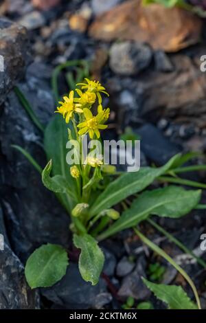 Sentiero per scalatori che conduce verso Heliotrope Ridge sulle pendici del Monte Baker, Mount Baker-Snoqualmie National Forest, Washington state, USA Foto Stock