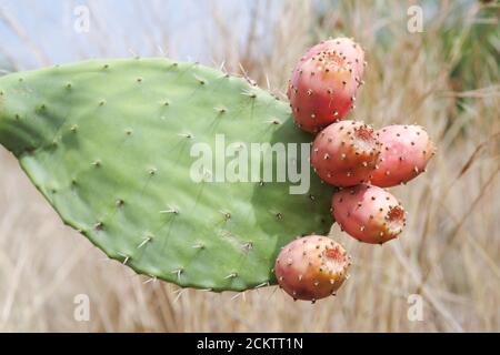 Pere siciliane di ceci in forte crescita (opuntia ficus indica) che pesano con frutta (regione noto, Sicilia, Italia) Foto Stock