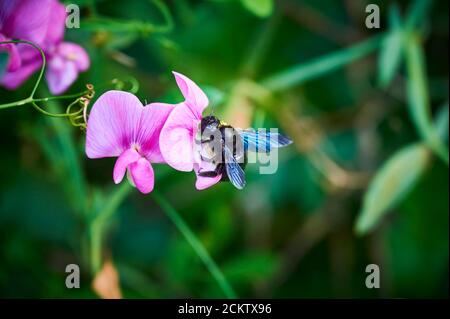 Carpentiere ape (Xylocopa) su un vetch (genere Vicia) in un giardino. Foto Stock