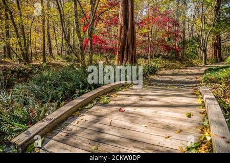 Piccolo ponte di legno attraversa un torrente nel luminoso boschi colorati con vivaci aceri rossi e un paio di cedri alberi e un cerotto di felci alon Foto Stock