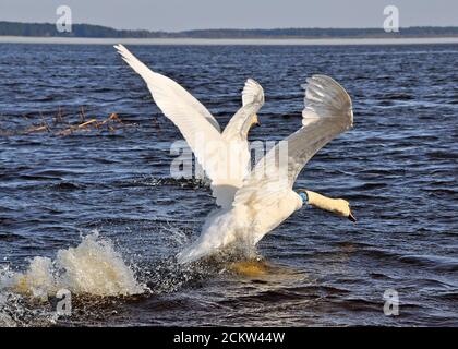 Due cigni bianchi volano sulle acque blu del lago. Foto Stock