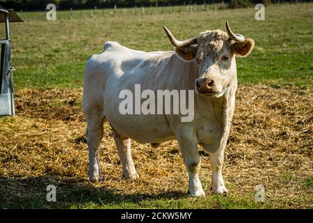 Un toro Charolais con corna robuste si trova su paglia raccolta vicino a Beaune in Borgogna, Francia, guardando dritto nella fotocamera. Foto Stock