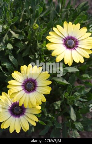 Osteospermum 'Blue Eyed Beauty' in fiore Foto Stock