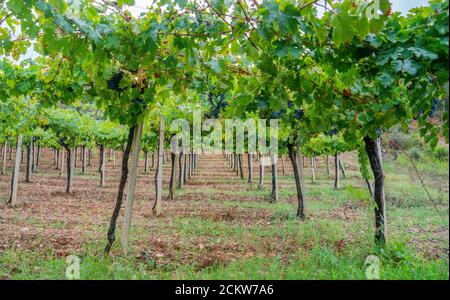 Grappolo d'uva cannonau nel vigneto, Jerzu Sardegna, Italia Foto Stock