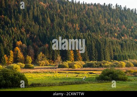 Montbéliard mandria di bestiame vicino Pontarlier, Francia Foto Stock