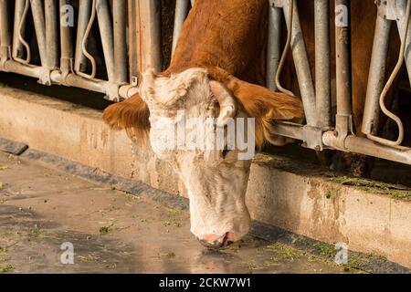 Mucca bloccata in su nel fienile guarda fuori del griglia Foto Stock