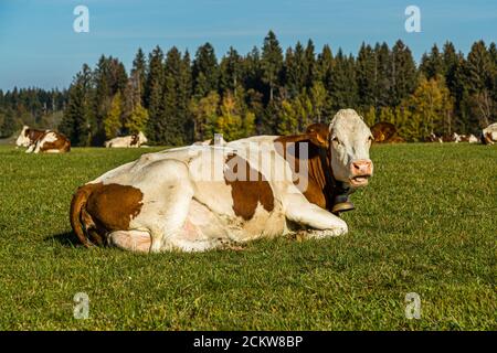 Montbéliard mandria di bestiame vicino Pontarlier, Francia Foto Stock