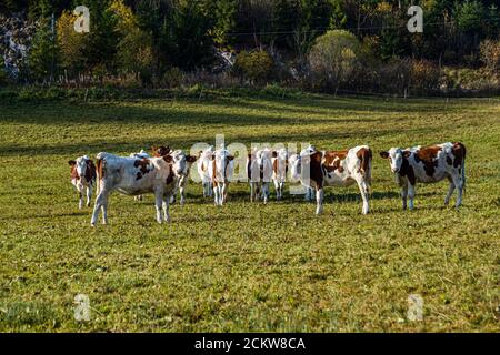 Montbéliard mandria di bestiame vicino Pontarlier, Francia Foto Stock