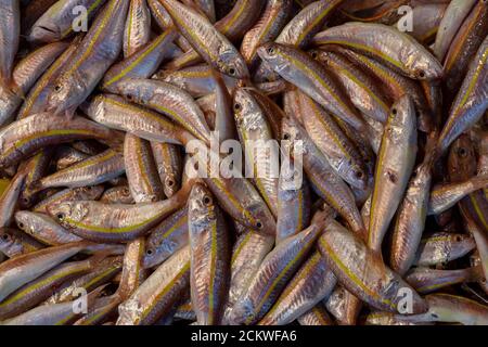 Triglie rosse fresche in vendita sul mercato del pesce di Istanbul, TURCHIA Foto Stock