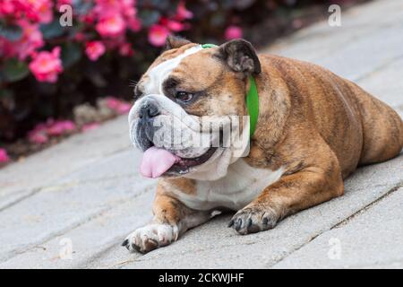 Bulldog inglese o Bulldog britannico nel parco Foto Stock