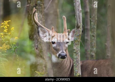 Cervi dalla coda bianca (Odocoileus virginianus) in estate Foto Stock