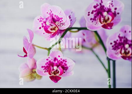 orchidea farfalla viola con punti, macro foto davanti a uno sfondo bianco Foto Stock