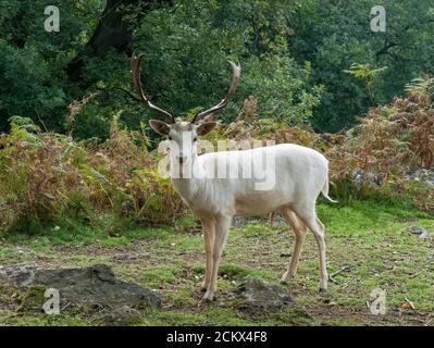 Uno stag di cervo bianco (Dama dama) per adulti. Nel mese di settembre nel Bradgate Park Leicestershire, Inghilterra, Regno Unito, si è fatto un pugnale di cervi bianchi Foto Stock