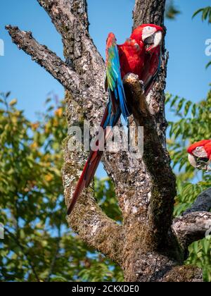 Ara Parror allo Zoo di Zurigo Foto Stock