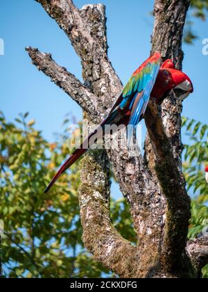 Ara Parror allo Zoo di Zurigo Foto Stock