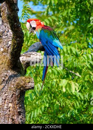 Ara Parror allo Zoo di Zurigo Foto Stock