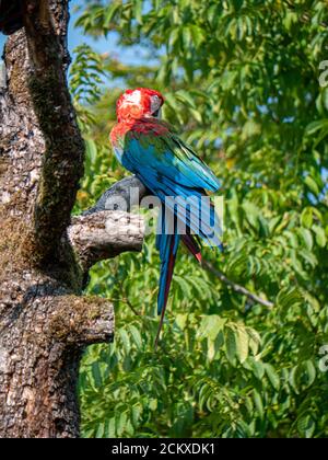 Ara Parror allo Zoo di Zurigo Foto Stock