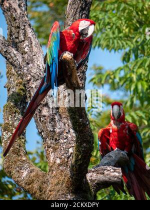 Ara Parror allo Zoo di Zurigo Foto Stock