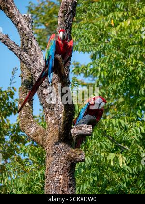 Ara Parror allo Zoo di Zurigo Foto Stock