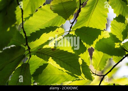 Castagno dolce (Castanea sativa) retroilluminato dal sole, UK Foto Stock