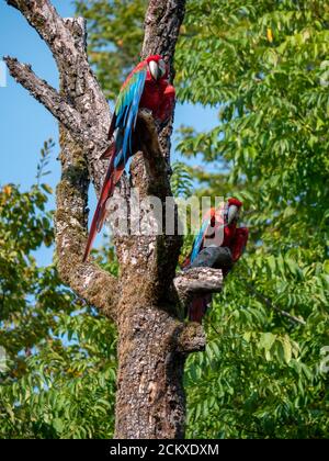 Ara Parror allo Zoo di Zurigo Foto Stock