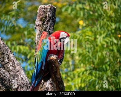 Ara Parror allo Zoo di Zurigo Foto Stock