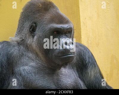 Scimmia allo zoo di Zurigo Foto Stock