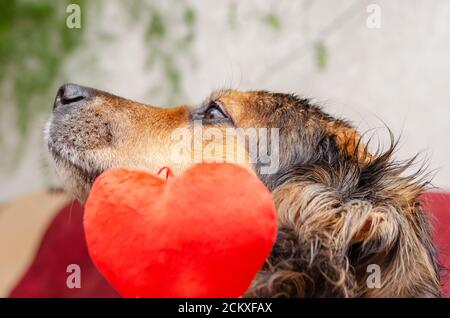 Il cane è un pastore tedesco con un cuore rosso. San Valentino, concetto Foto Stock