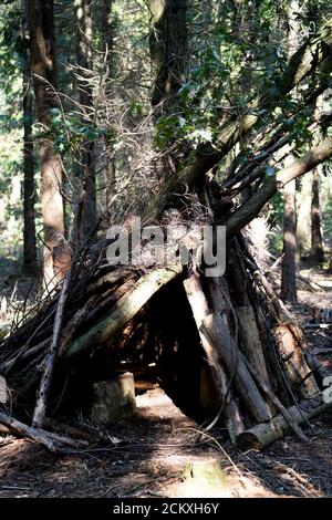 Un rifugio realizzato localmente o una tana fatta di rami in una pineta, Regno Unito Foto Stock